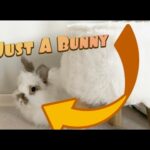 Simply a Video Of A Bunny