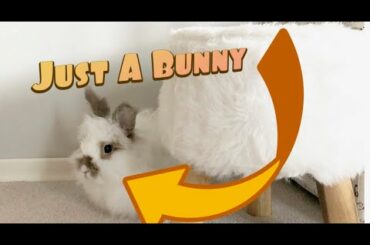 Simply a Video Of A Bunny