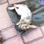 Funny and Cute Animal - He found this little bunny in the yard exhausted. Trying to get it back up