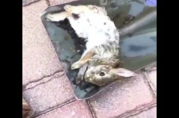 Funny and Cute Animal - He found this little bunny in the yard exhausted. Trying to get it back up