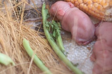 Beautiful Rabbit Gives Birth 3 Bunnies at Home