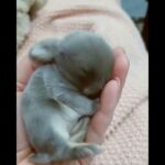 cute Rabbit _ Newborn rabbit _ Beautiful animals _ Bunny