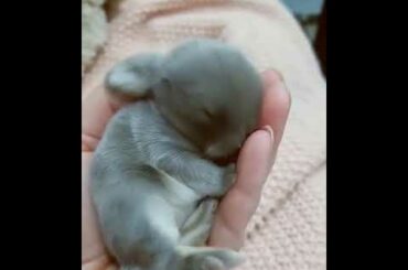 cute Rabbit _ Newborn rabbit _ Beautiful animals _ Bunny