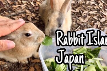 [Cutest]Stroking the rabbits | Rabbit Island in Japan（大久野島/うさぎ島）