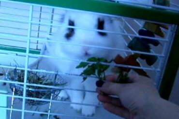 my cute rabbit