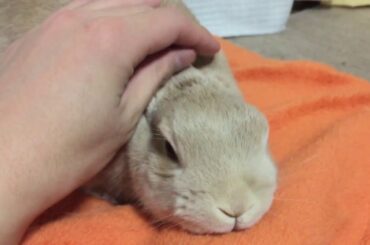 Cute rabbit from Japan!!!