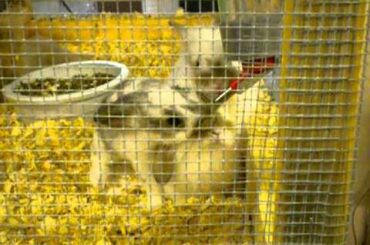 Baby Rabbits Fighting Over Water Bottle