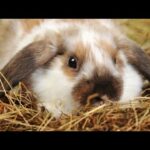 Funny Baby Bunny Rabbit Videos  Cute Rabbits
