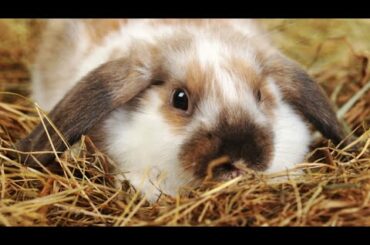 Funny Baby Bunny Rabbit Videos  Cute Rabbits