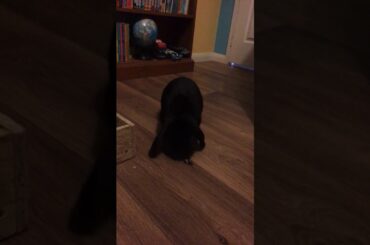 Say hello to Peter my Mini Lop Bunny Rabbit