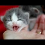 Cute Baby Cats💗Video Compilation Cute Moment Of The Cats #1 😍 Cute Cats TV