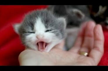 Cute Baby Cats💗Video Compilation Cute Moment Of The Cats #1 😍 Cute Cats TV