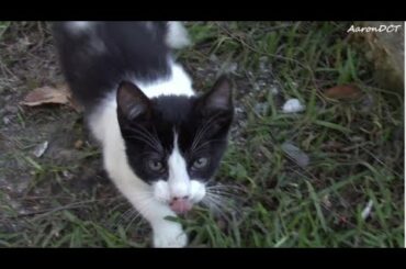 Tuxedo kitten making cute jumps like a bunny