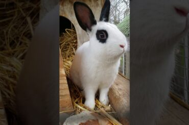 A cute  white  bunny 🐇🐰 un lindo conejo blanco