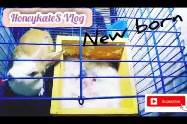 So Cute! Baby Kits/Rabbits ❤🐇🐰