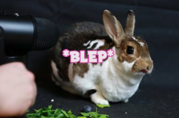 Cute Bunny Eating ASMR | Santana The Bunny