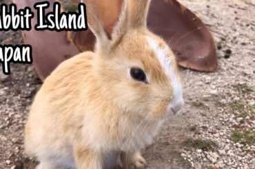Cute Baby Hare | Rabbit Island in Japan（大久野島/うさぎ島）