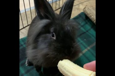 Bunny Eats Banana For First Time — Cute Bunny Videos — Bandit King Of The Buns