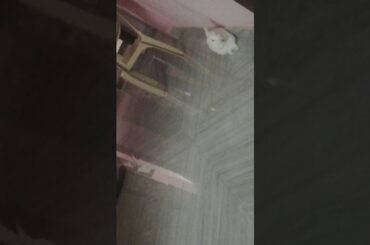 Rabbit cleaning it's self