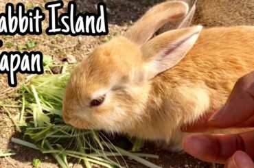 [Cutest]Touch the bunnies gently | Rabbit Island in Japan（大久野島/うさぎ島）