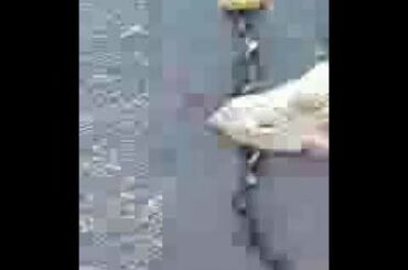 Found dead rabbit 🐇