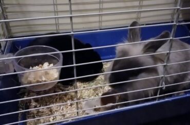 When your bunnies are having fun (toilet paper party)