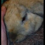 16 week old baby rabbit. New beginings in FIFTH home. Felicity's story