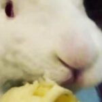 the art of banana eating by my cute adorable fluffy bunny pearl
