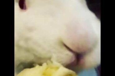 the art of banana eating by my cute adorable fluffy bunny pearl