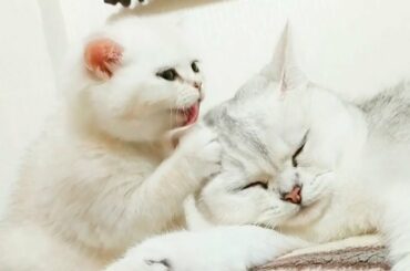 Coco kitten Loves her mom 💕 Too cute