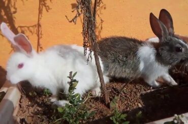 Cartoon Rabbit Cute Hop || Funny Bunny || Cartoon for Kids