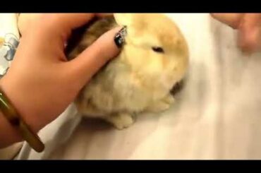 9 A cute baby rabbit, the ability to sleep in seconds is found: I have contributed   to this family