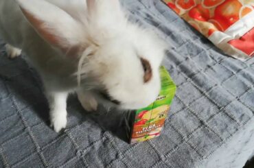 Conejo bebiendo un refresco! Funny rabbit, cute bunny.