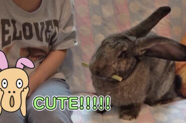 Flemish Giant Rabbit & Human Slave Bonding Time