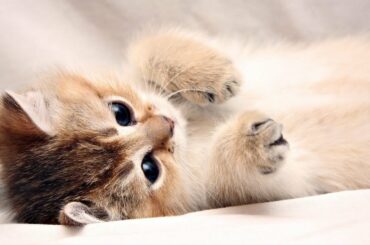 Baby Cat - Cut Talking kitten cat funny video clip