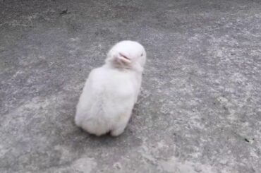 Baby Rabbit 🐰🐇 || 15-01-2010 ||