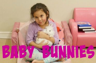 Super Cute Bunnies - Baby bunnies