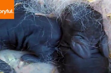 Baby Bunnies Bouncing EVERYWHERE