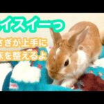 【スイスイーっ】うさぎが寝床を整えるよ【Cute rabbit behavior】