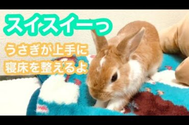 【スイスイーっ】うさぎが寝床を整えるよ【Cute rabbit behavior】
