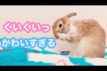 【くいくいっ】可愛くお手入れするうさぎ【Cute rabbit washing face】