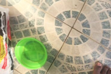 My new pet rabbit 🐇