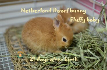 ネザーランドドワーフの赤ちゃん 生後21.22日目 Fluffy bunny baby NetherlandDwarf
