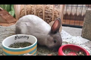 Rabbit chuck's young animal pet