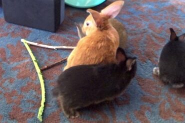 Save Adorable Bunnies