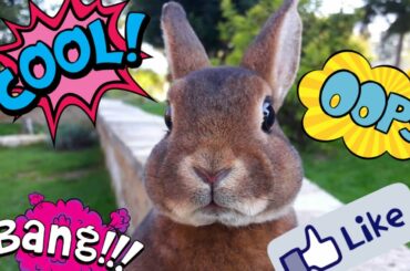 CUTE BUNNY COMPILATION 2  (ÉLEVAGE SUISSE DE LAPINS REX MINIATURE)