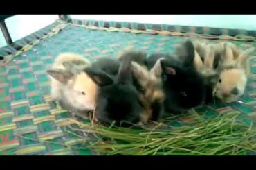 Lion Head Rabbit Bunnies Mix Colors