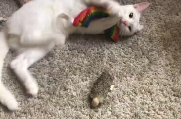 Kitten Learns the Wonders of Catnip and Bunny Kicking!