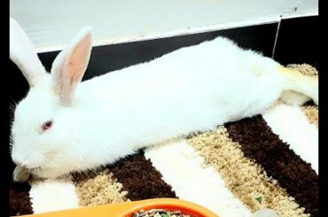 Very smart and cute toilet trained rabbit.