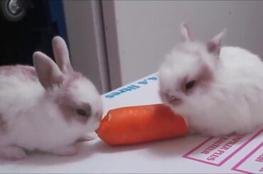 Cute Rabit and Bunny video